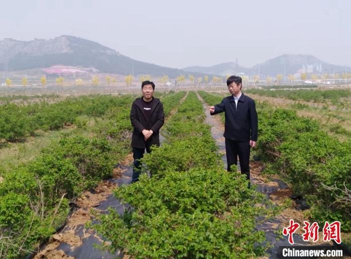济南市人大代表、平阴县玫瑰镇党委书记杨欣调研玫瑰规范化种植情况。右一为杨欣。 受访者供图
